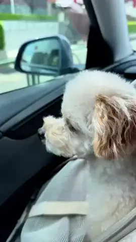 愛犬と行ける関東の宿のTikTok投稿