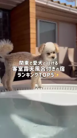 愛犬と行ける関東の宿のTikTok投稿