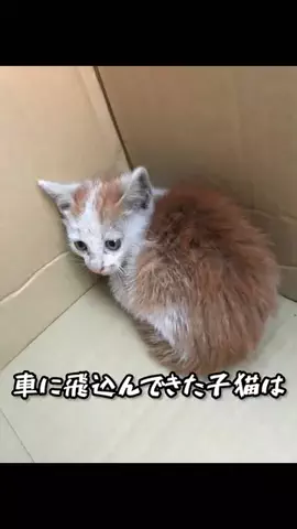 【宝塚空道教室】山田ちゃんねるのTikTok投稿