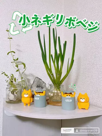 まりるりのTikTok投稿