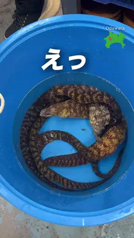 Nachi | 神奈川の地元を巡る人のTikTok投稿