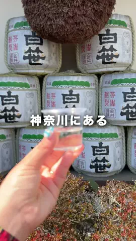 Nachi | 神奈川の地元を巡る人のTikTok投稿