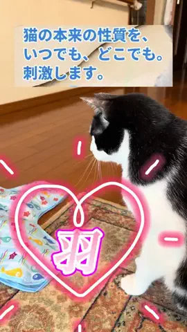 キラリンwithハチワレ猫🐈🐈のTikTok投稿