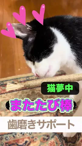 キラリンwithハチワレ猫🐈🐈のTikTok投稿
