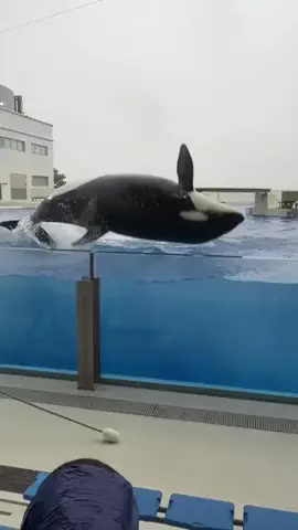 カモミールチャンネルのTikTok投稿
