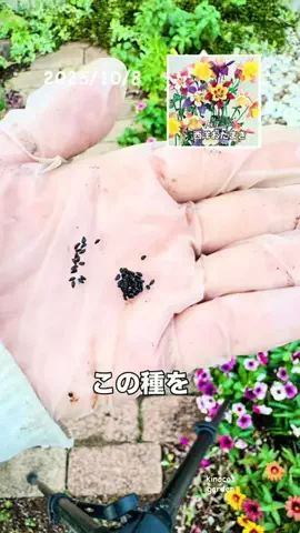きの子　（小さな庭・DIY）のTikTok投稿