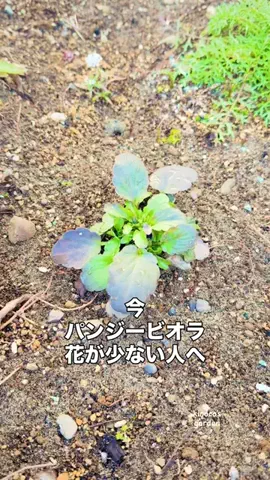 きの子　（小さな庭・DIY）のTikTok投稿