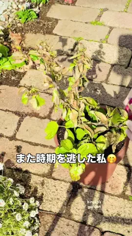 きの子　（小さな庭・DIY）のTikTok投稿