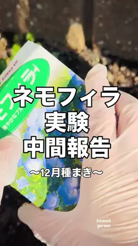 きの子　（小さな庭・DIY）のTikTok投稿