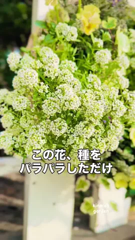 きの子　（小さな庭・DIY）のTikTok投稿