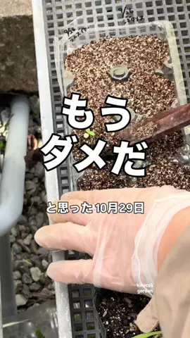 きの子　（小さな庭・DIY）のTikTok投稿