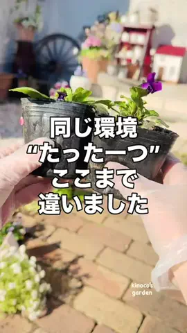 きの子　（小さな庭・DIY）のTikTok投稿