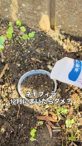 きの子　（小さな庭・DIY）のTikTok投稿