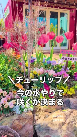 きの子　（小さな庭・DIY）のTikTok投稿