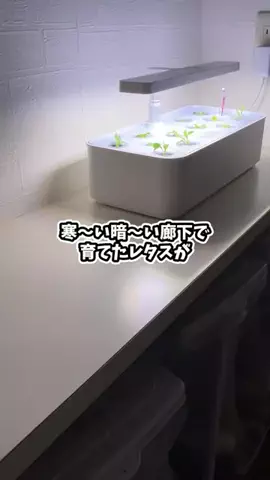 ズボラ主婦の野菜水耕栽培のTikTok投稿