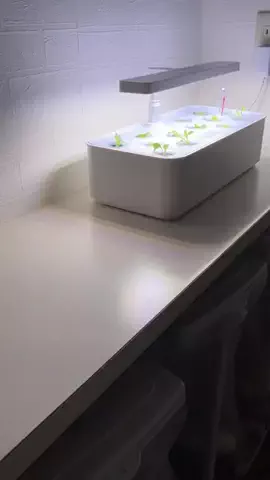 ズボラ主婦の野菜水耕栽培のTikTok投稿