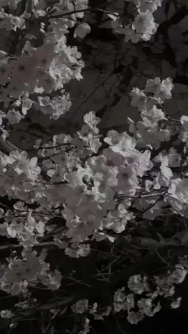 真帆のTikTok投稿