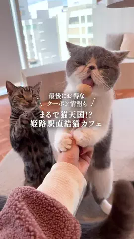 TANOSU(タノス)のTikTok投稿