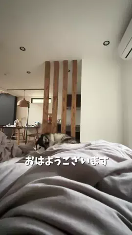 もえまつの森🌳💥のTikTok投稿