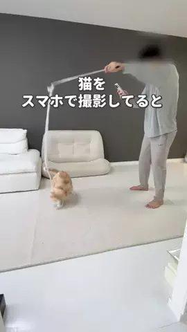 ねこある｜猫との暮らしあるあるのTikTok投稿