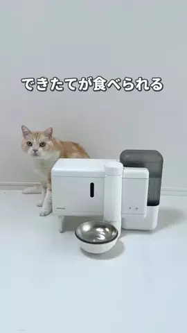 ねこある｜猫との暮らしあるあるのTikTok投稿