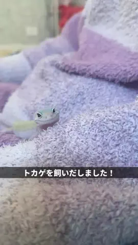 中村愛のTikTok投稿