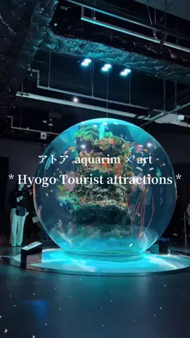 九州🐻 旅する*Twinkle 🩰🫧のTikTok投稿