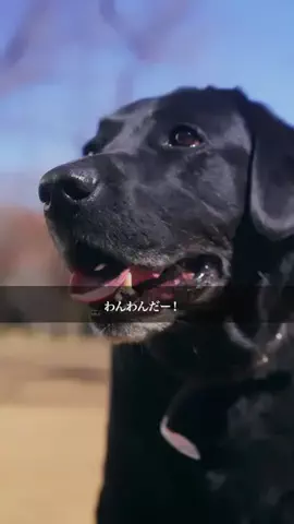 ポチッとドラマのTikTok投稿