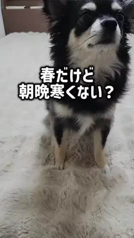 レオンママ🌻🐯｜バズ商品紹介のTikTok投稿