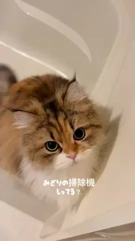 双子姉妹 ぽむ&ココのTikTok投稿