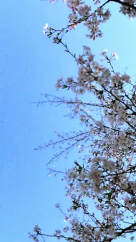 かなな🐮🐯🐰💟のTikTok投稿