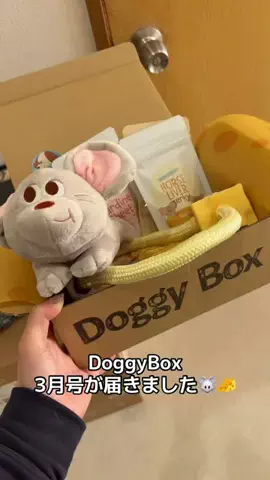 ３柴のママ🐶💓🐾のTikTok投稿