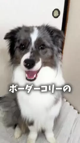 ボーダーコリーのはなとふぃりのTikTok投稿