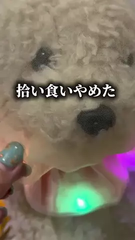 《3COINS公式》HITOMIのTikTok投稿