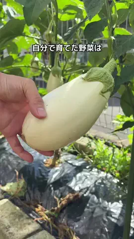 ばう｜お得に野菜を作るマメな夫のTikTok投稿