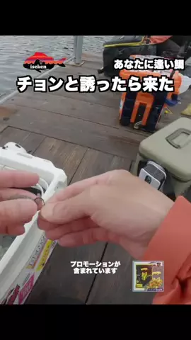 伊勢志摩つりとも研究所のTikTok投稿
