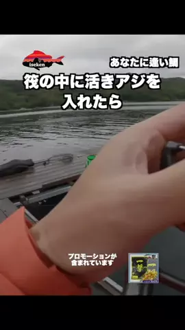 伊勢志摩つりとも研究所のTikTok投稿
