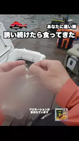 伊勢志摩つりとも研究所のTikTok投稿
