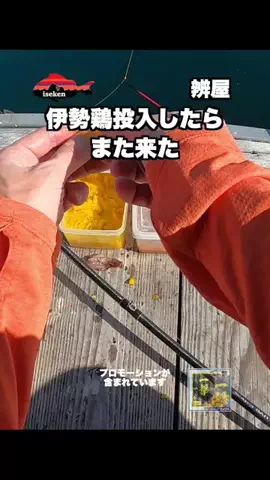 伊勢志摩つりとも研究所のTikTok投稿