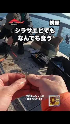 伊勢志摩つりとも研究所のTikTok投稿