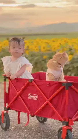 ひなまる色のTikTok投稿