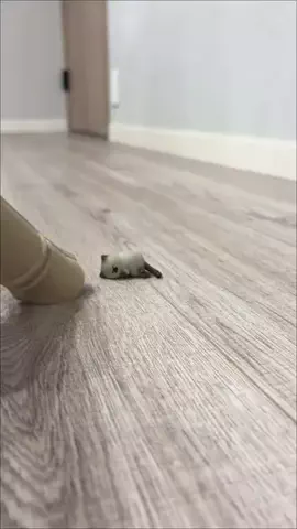 ふぅ｜ラクに整う暮らしのTikTok投稿