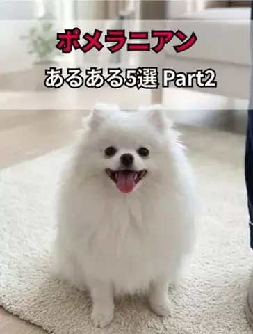 犬あるある劇場のTikTok投稿