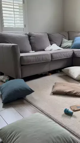 Funny animal channelのTikTok投稿