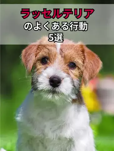 犬あるある劇場のTikTok投稿