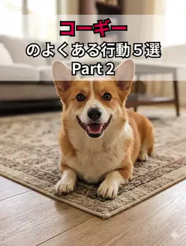 犬あるある劇場のTikTok投稿