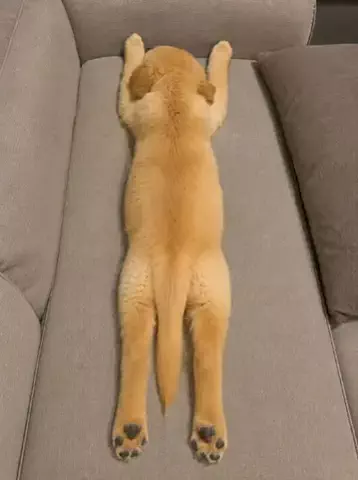 Funny animal channelのTikTok投稿