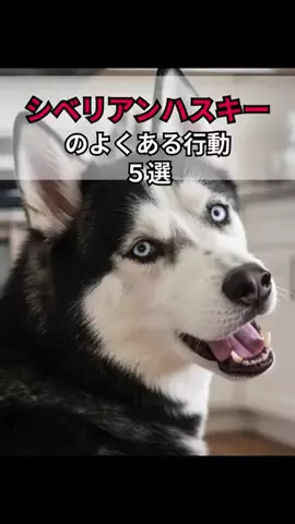 犬あるある劇場のTikTok投稿