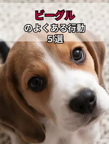 犬あるある劇場のTikTok投稿