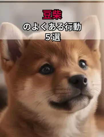 犬あるある劇場のTikTok投稿